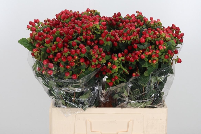 <h4>Hyp Mag Triumph</h4>