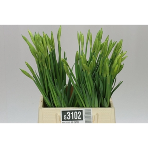 Narcissus En Carlton