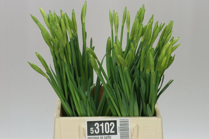 <h4>Narcissus En Carlton</h4>