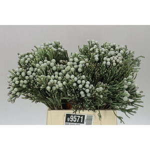Kaaps Brunia Silver