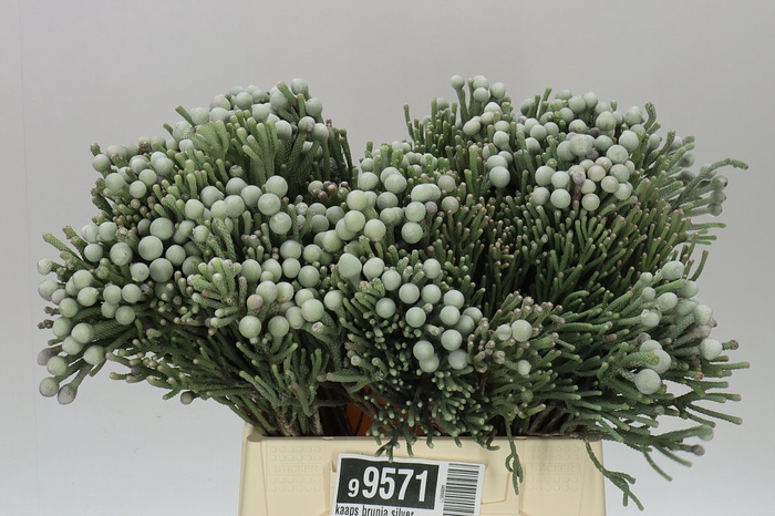 <h4>Kaaps Brunia Silver</h4>