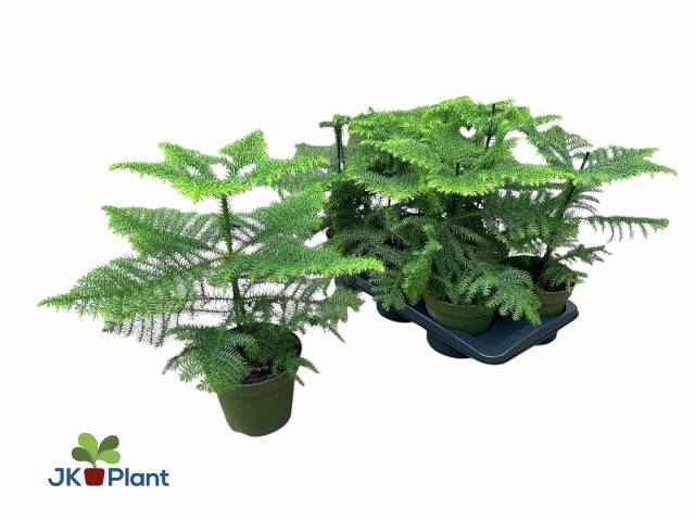 <h4>ARAUCARIA HETEROPHYL P17 COMPACT</h4>