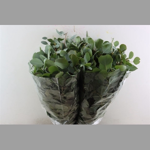 Euca Populus 300gr P Bunch