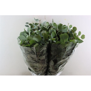 Euca Populus 300gr P Bunch