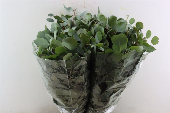 <h4>Euca Populus 300gr P Bunch</h4>