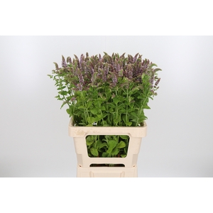 Mentha Jocka