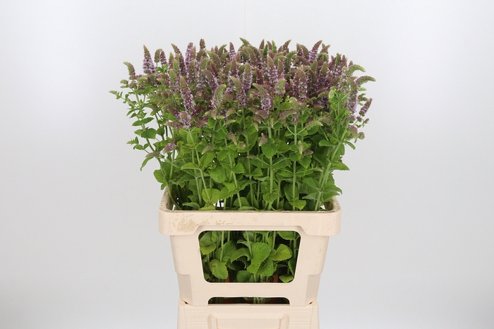 <h4>Mentha Jocka</h4>