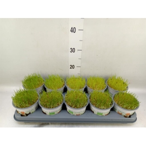 Hordeum sp.   ...kattegras zaai