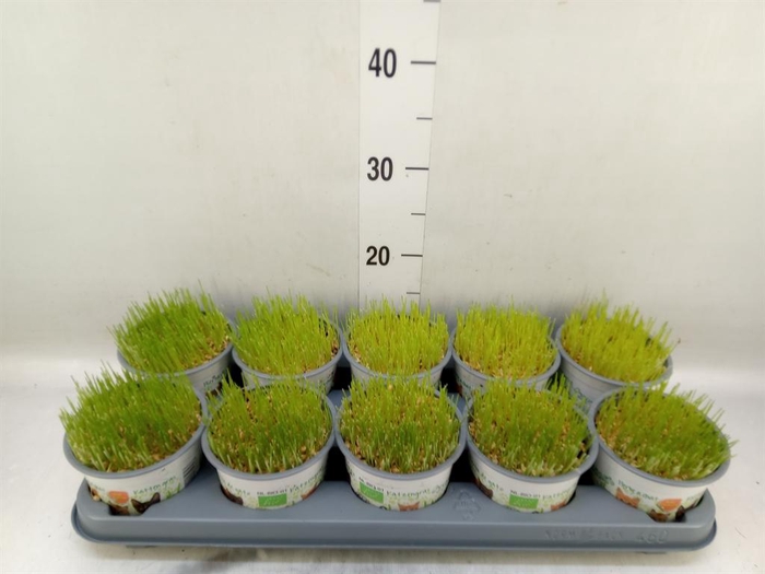 <h4>Hordeum sp.   ...kattegras zaai</h4>