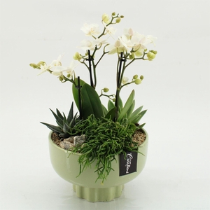 Arr.  Phalaenopsis  H%