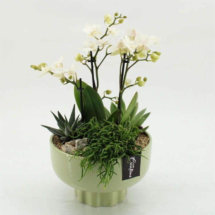 <h4>Arr.  Phalaenopsis  H%</h4>