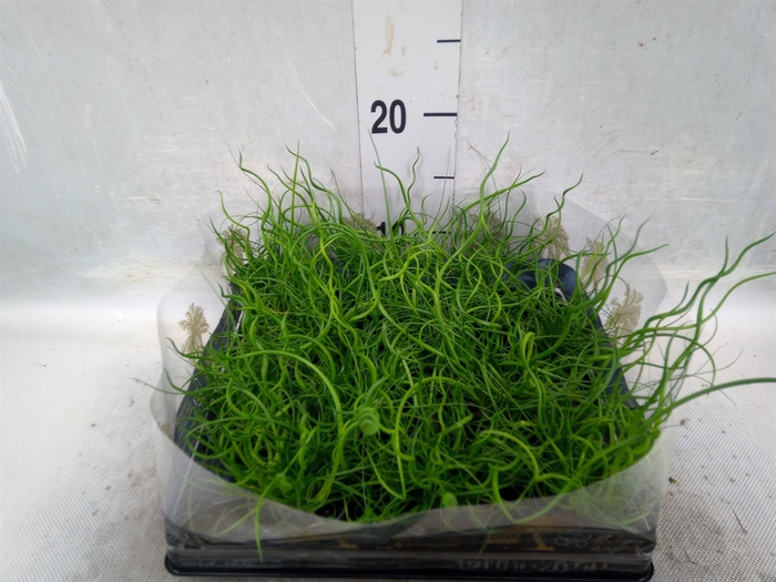 Juncus   ...