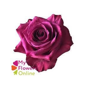 R Gr Blueberry Berry 40cm EC