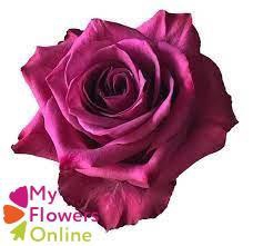 <h4>R Gr Blueberry Berry 40cm EC</h4>