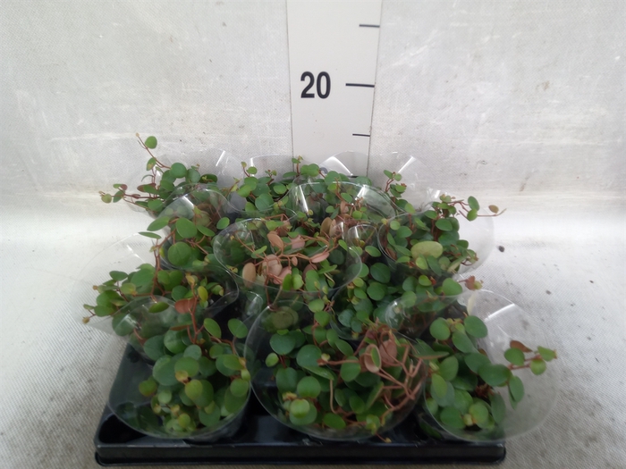 Peperomia