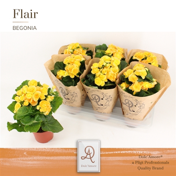 <h4>Begonia Nadine P14 Dolc'Amore® Kraft</h4>