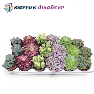 Discover® - Barcelona Succulents Mix (Exclusive)