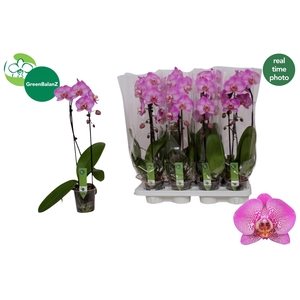 PHAL EL CASCADE