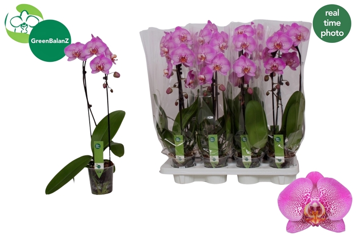 <h4>PHAL EL CASCADE</h4>