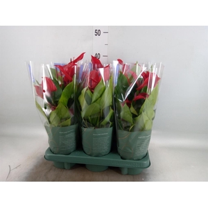 Anthurium  'Banderola Lava'