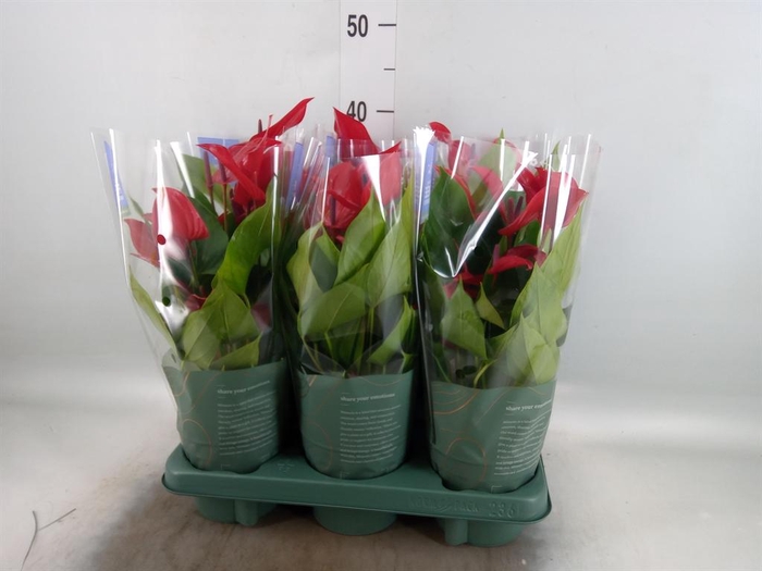 <h4>Anthurium 'Banderola Lava'</h4>