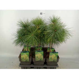 Pinus strobus