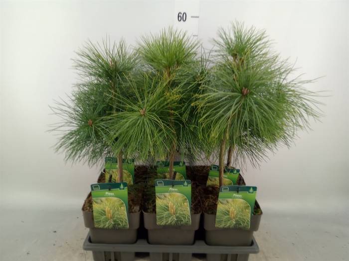 <h4>Pinus strobus</h4>