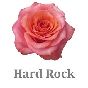 R Gr Hard Rock