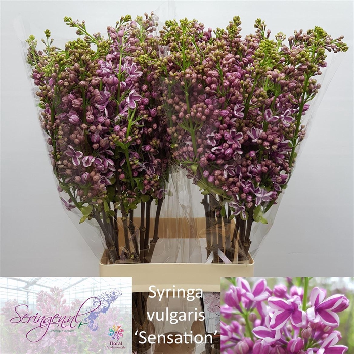 <h4>Syr V Sensation</h4>