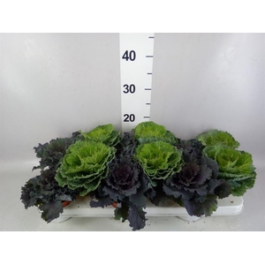 Brassica oler.
