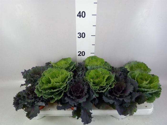 <h4>Brassica oler.</h4>