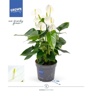 Anthurium - KARMA White Compact | 17cm