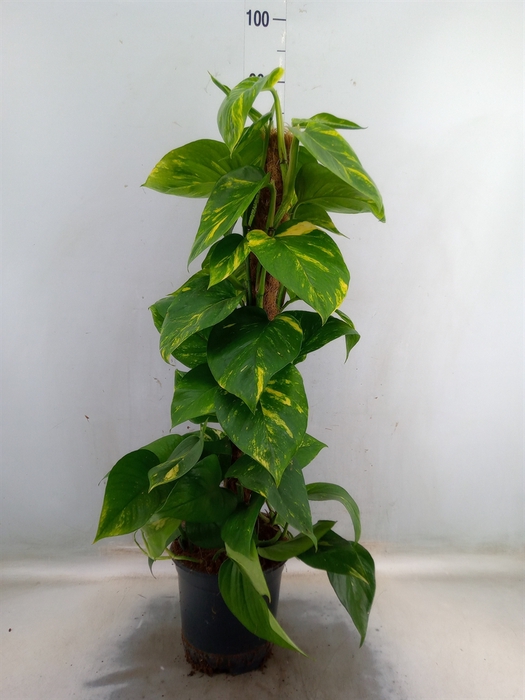 <h4>Epipremnum pinn.   ...moss stick</h4>