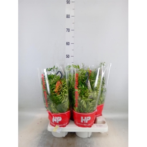 Aeschynanthus  'Japhrolepis'