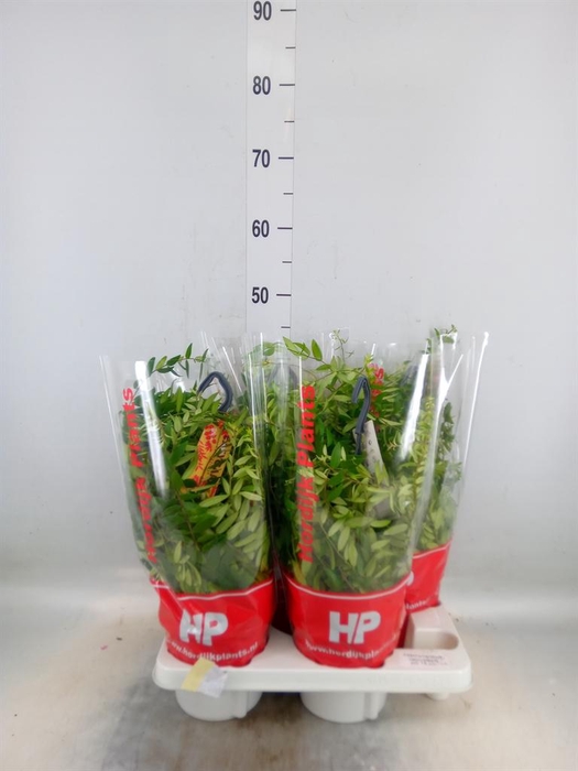 <h4>Aeschynanthus  'Japhrolepis'</h4>