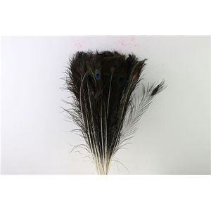 Feather Peacock Natural P Stem 60cm