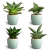 Leaf Ocean, Dwarf Collection