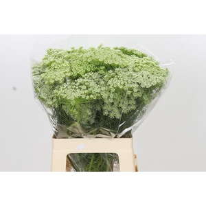 Ammi Visnaga