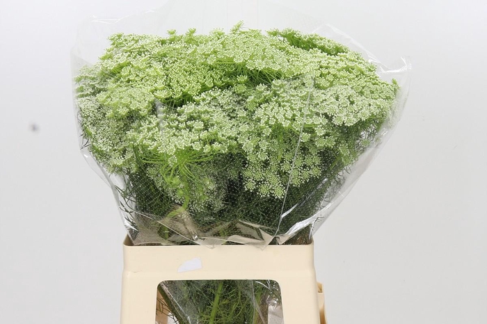 <h4>Ammi Visnaga</h4>
