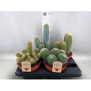 Cactus   ...mix
