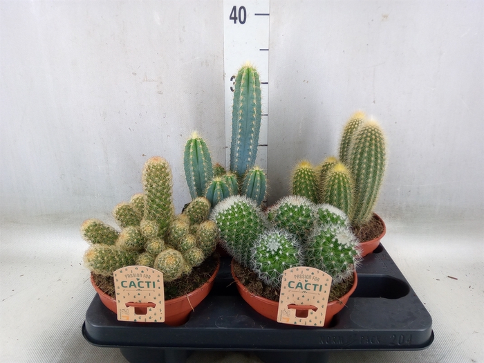 <h4>Cactus   ...mix</h4>