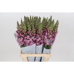 ANTIR POTOMAC LAVENDER