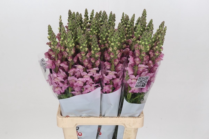 <h4>ANTIR POTOMAC LAVENDER</h4>