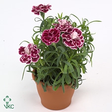 Dianthus  'Super Trouper Diwali'