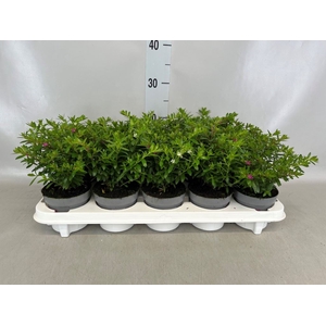 Cuphea hyssopifolia