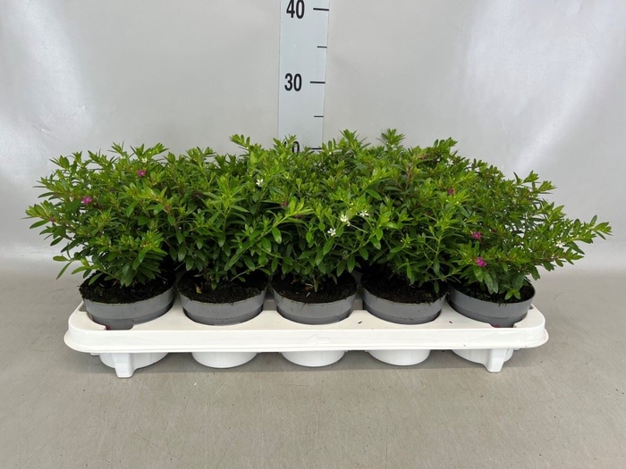 <h4>Cuphea hyssopifolia</h4>