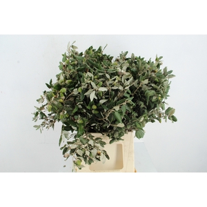 QUERC ILEX