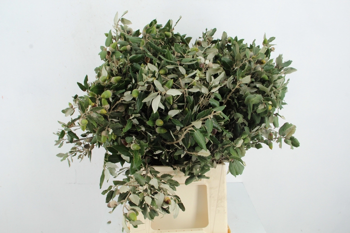 <h4>QUERC ILEX</h4>