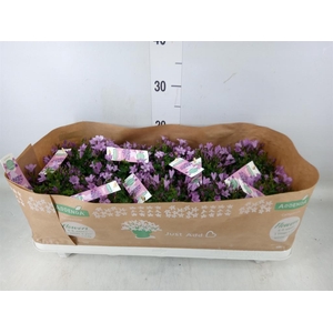 Campanula  'Ambella Pink'