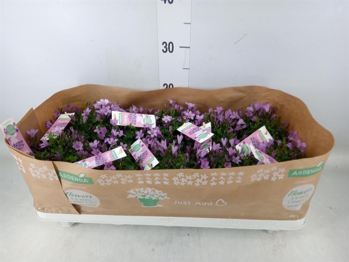 <h4>Campanula  'Ambella Pink'</h4>